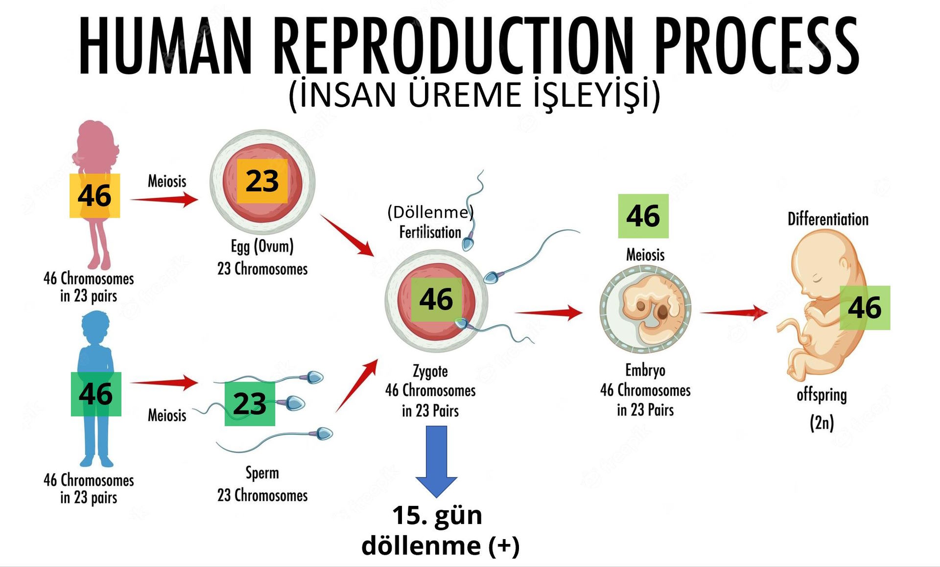 dollenme 46 kromozom teke cifte