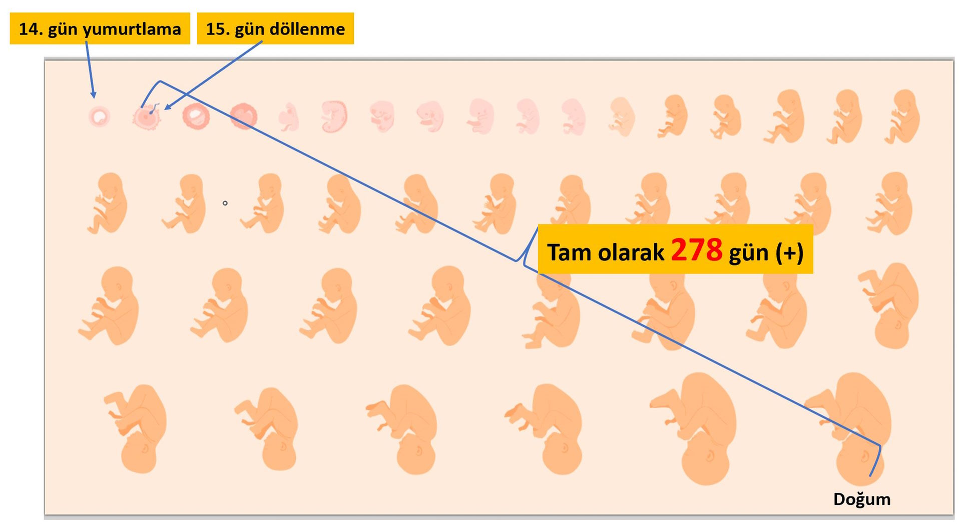 gebelik suresi 278 gun kuran da isaret edilmis mi hamilelik