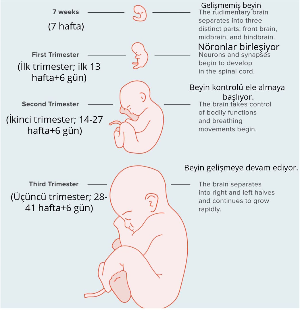 insan ruhu 16 hafta 1 gunlukken veriliyor ruh ufleme