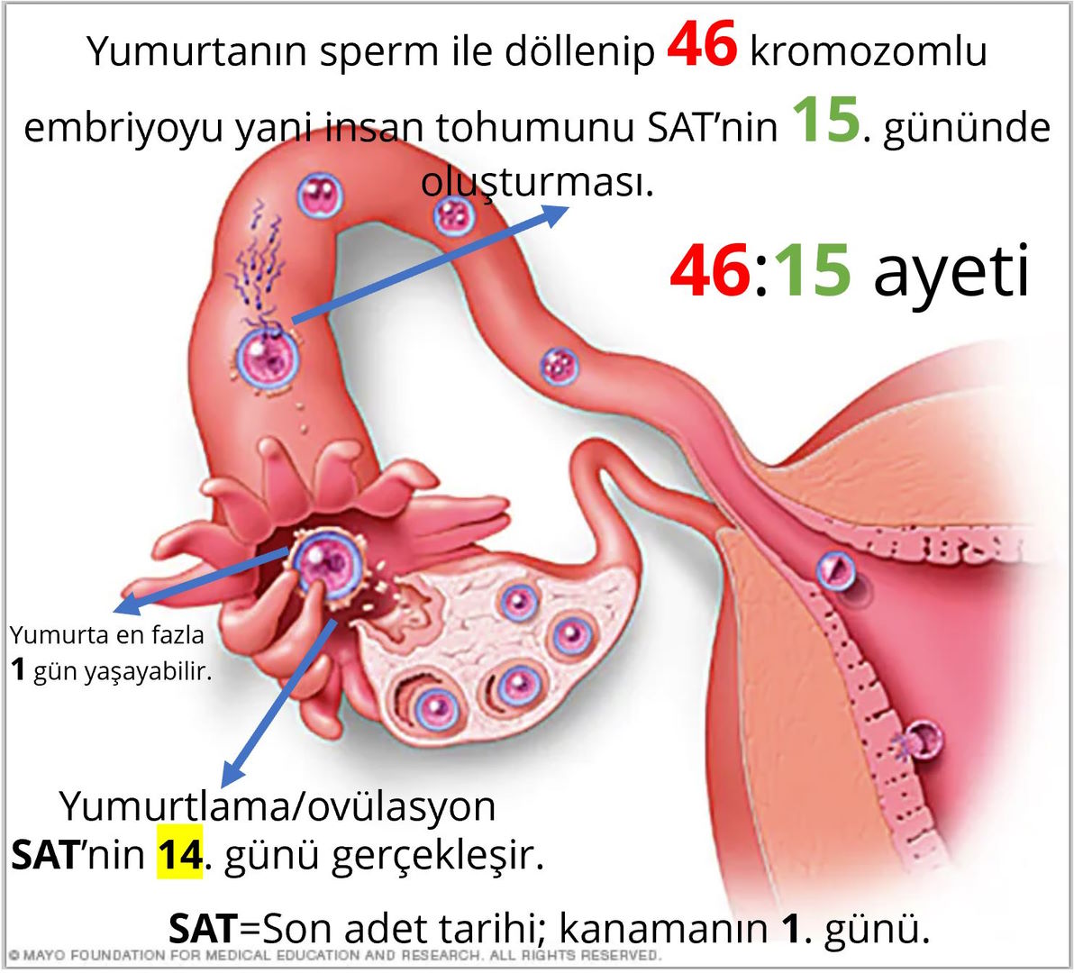 yumurtlama dollenme 278 gun