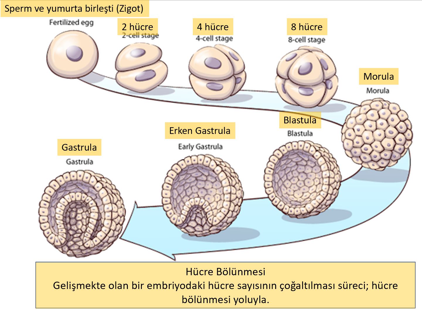 hucre bolunmesi centriol fecr kuran mitoz 