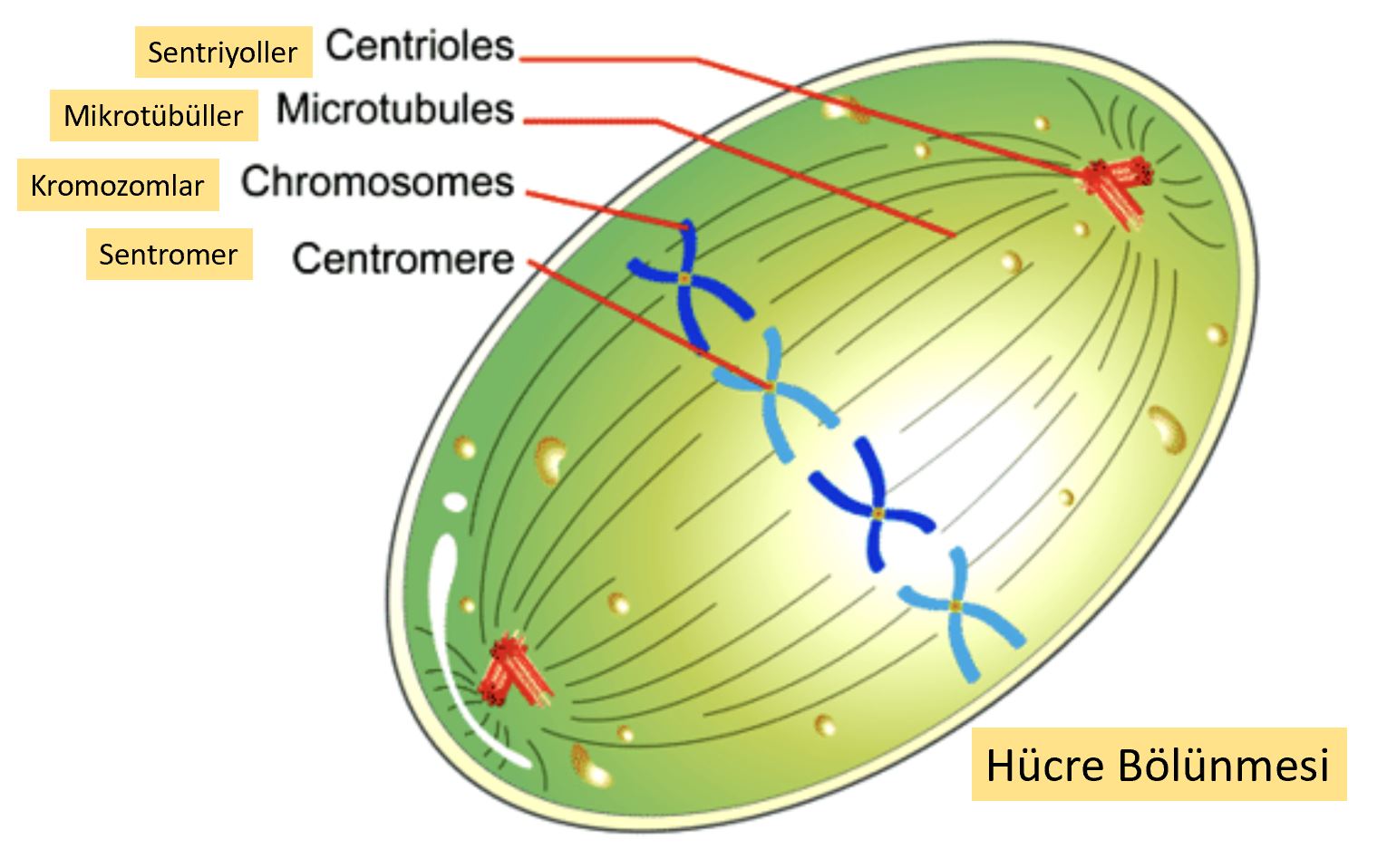 hucre bolunmesi sentriyol