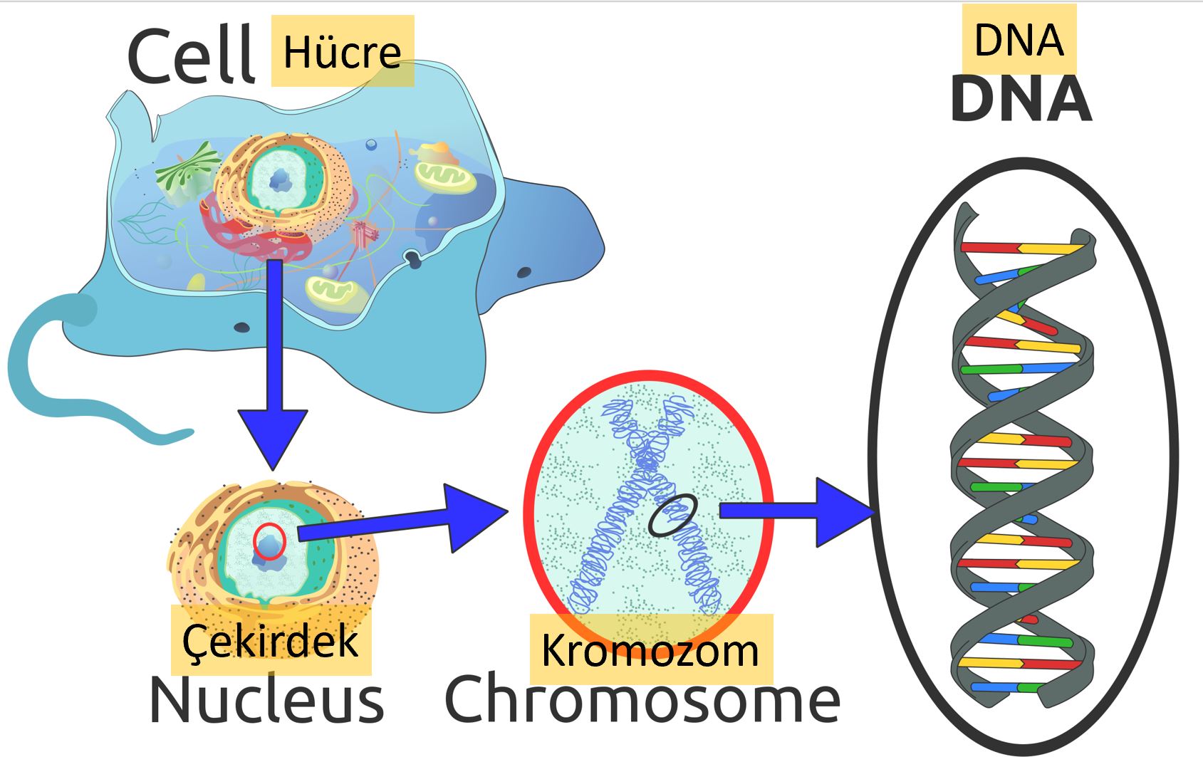 hucre cekirdegi kromozom