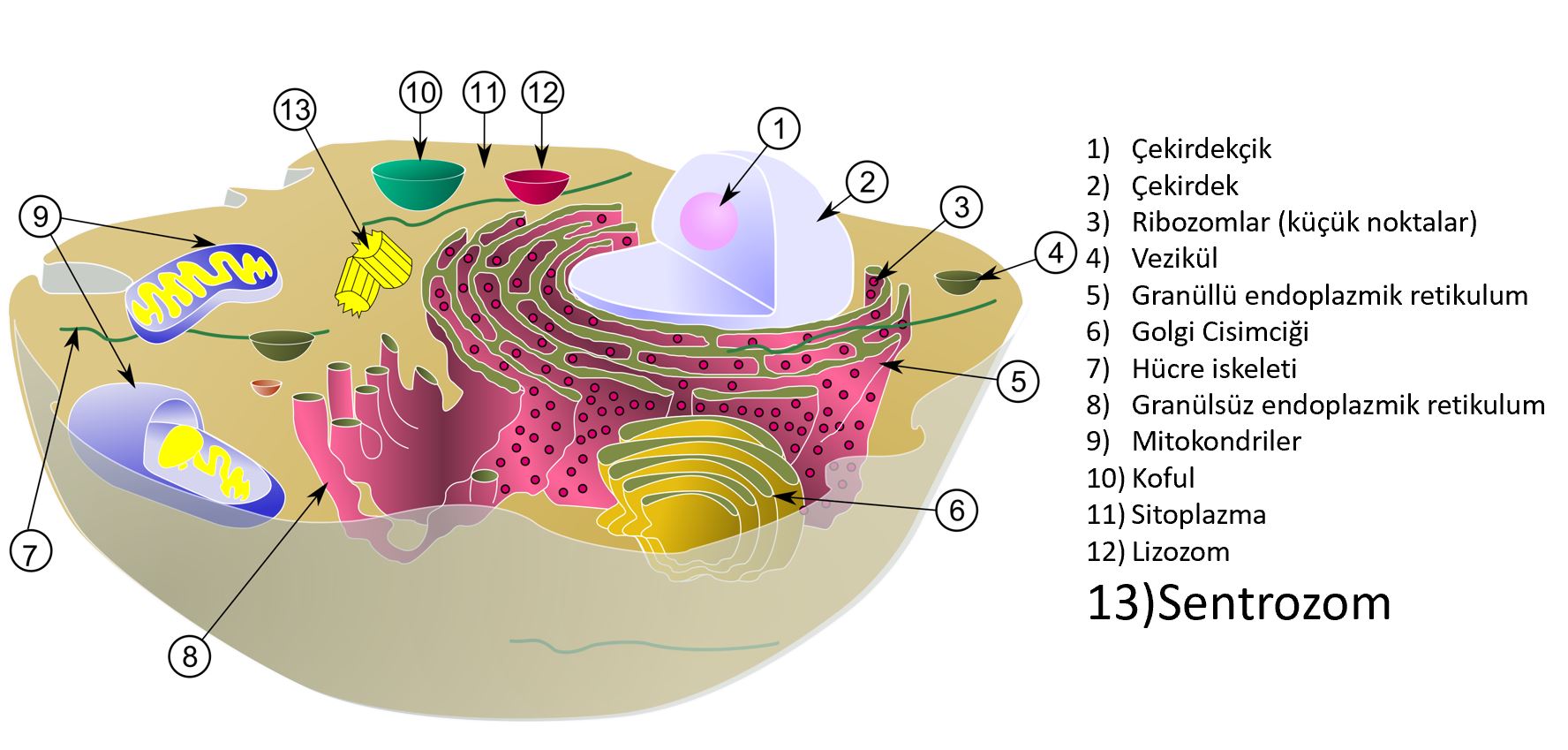 insan hucresi genel bakis organeller