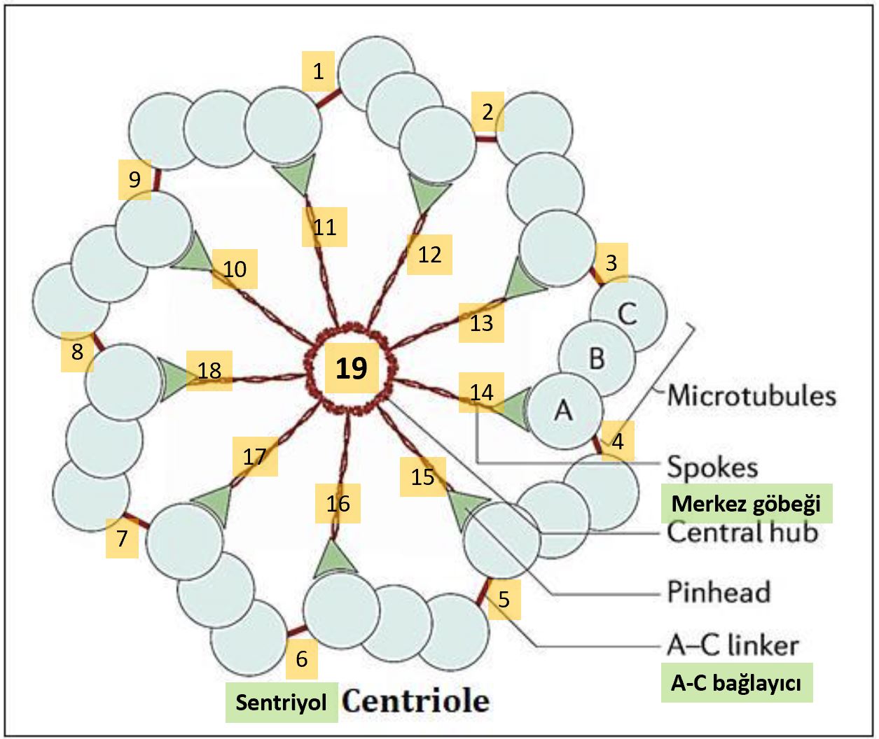 sentriyol 19 mucizesi Allah bagi ipligi