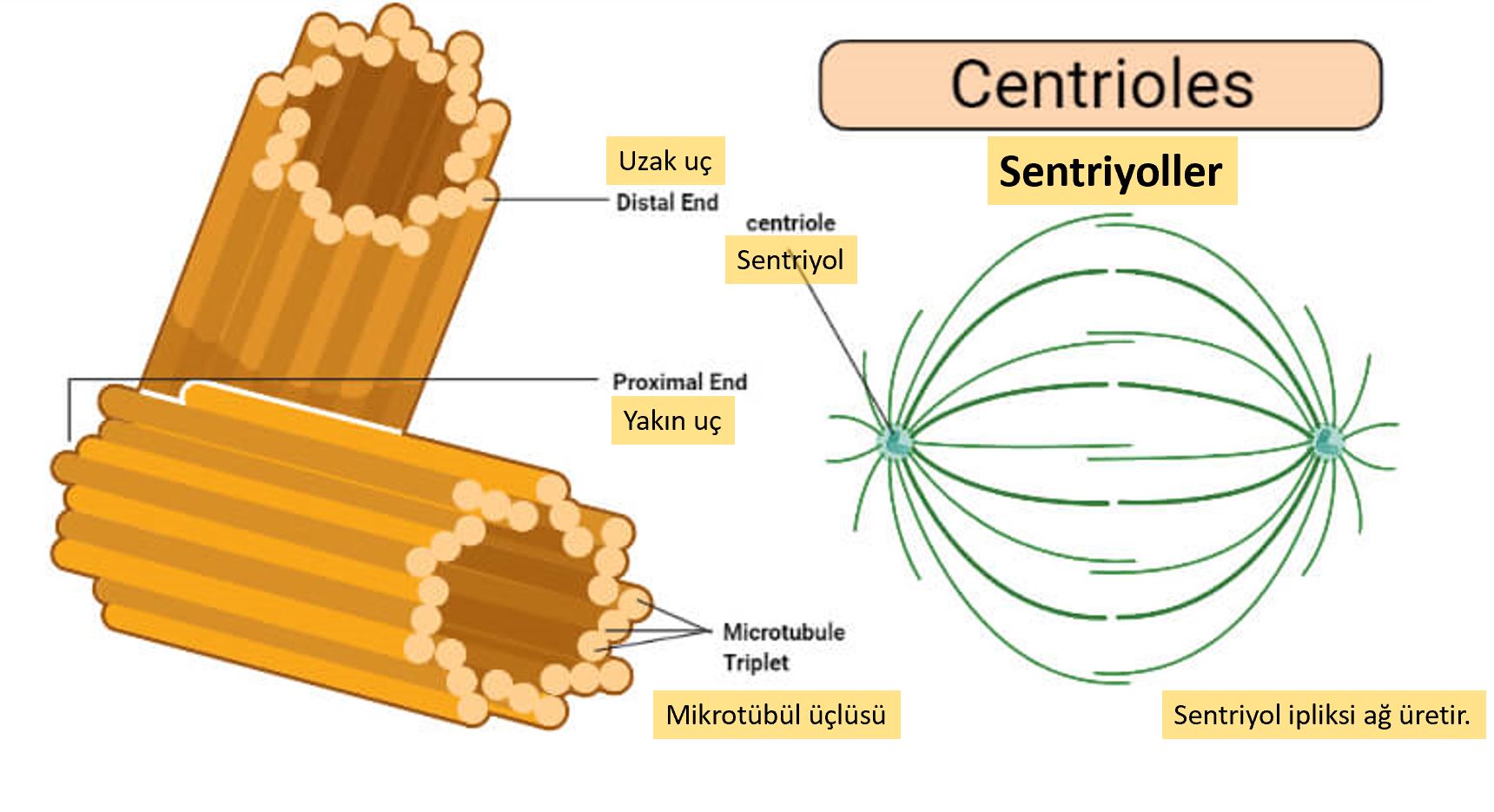 sentriyol fecr suresi