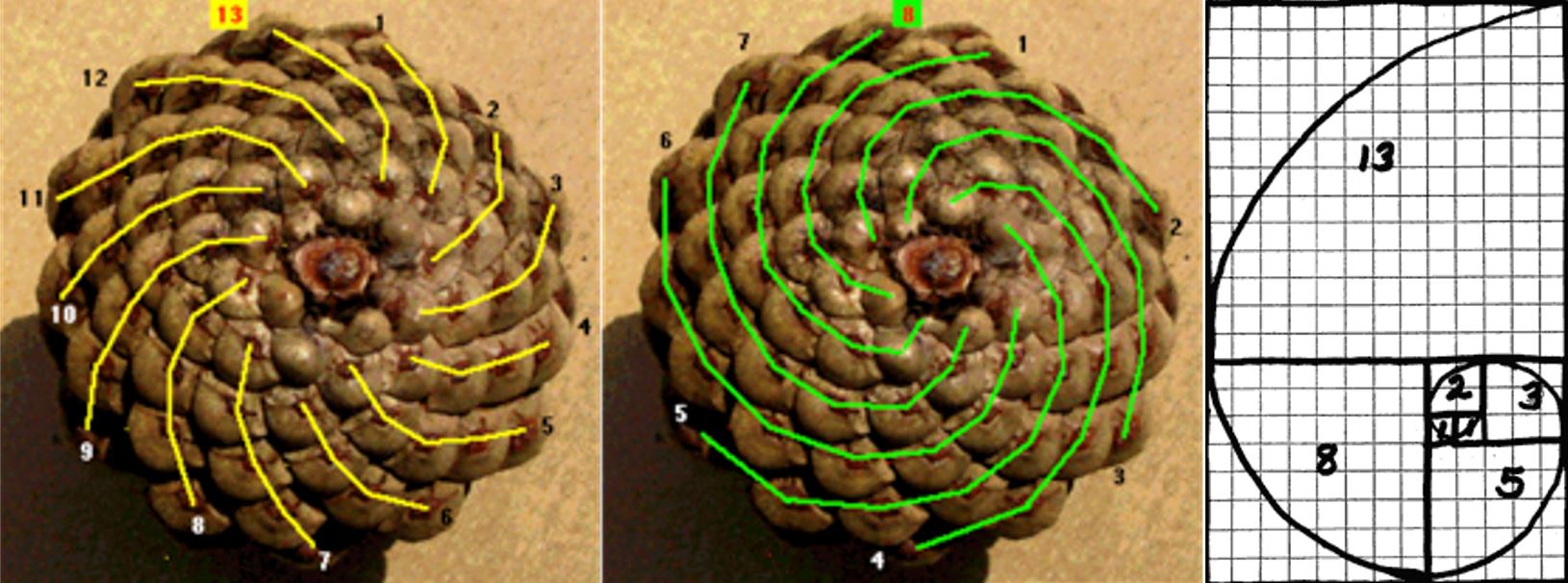 Fibonacci dizin kuran mucizeler 