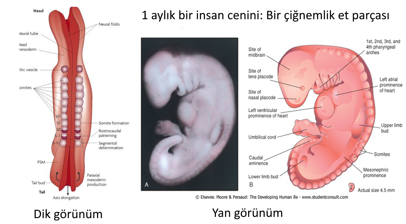 bir cignemlik et embriyo alak tan gelisen kuran 