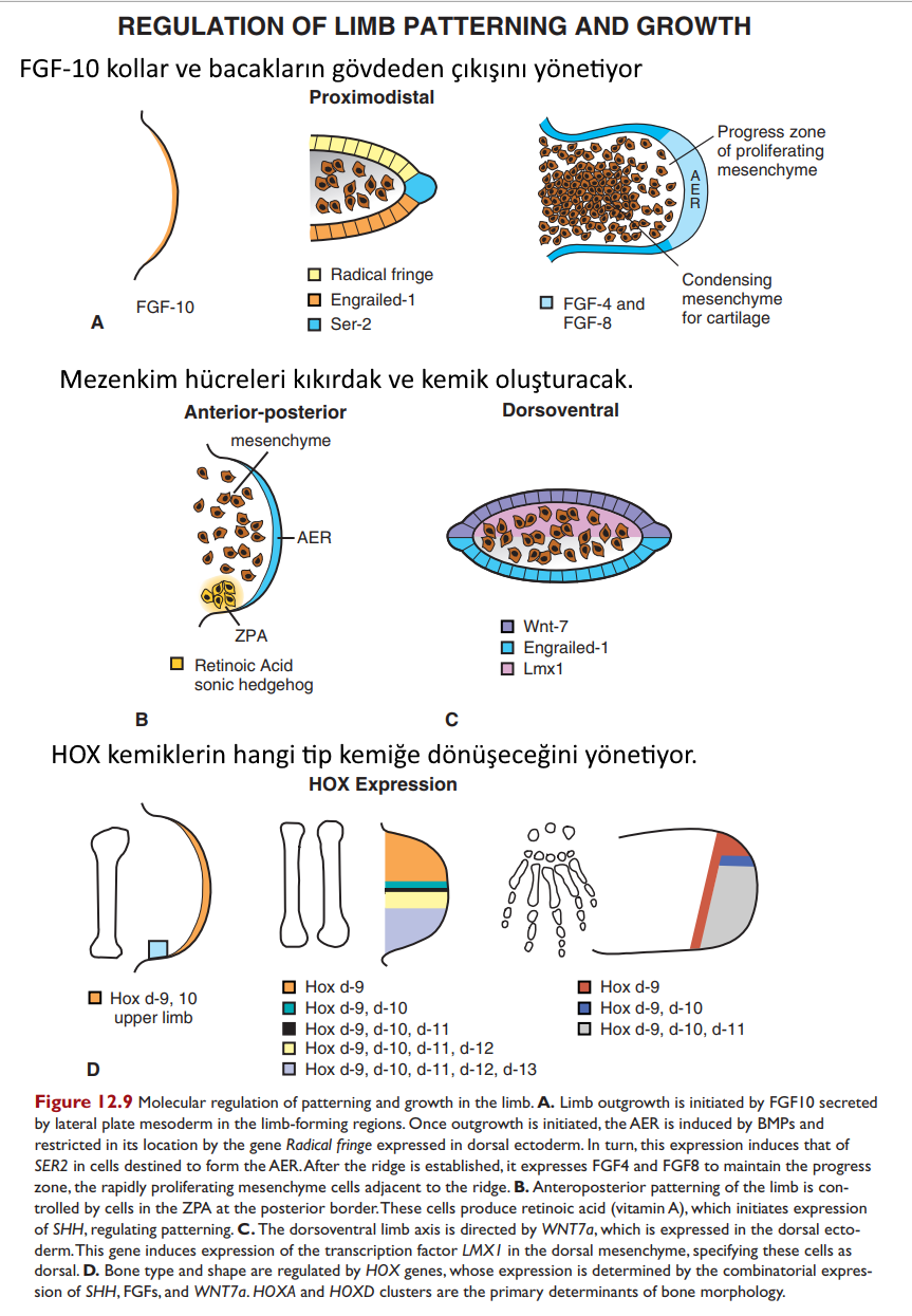 kol ve bacaklardaki kemiklerin olusmasi HOX geni FGF10