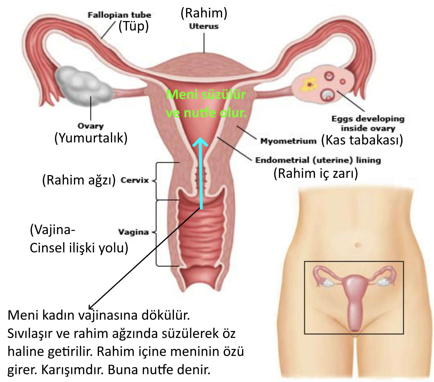 nutfe nedir kuran meni atilan bir meni alak