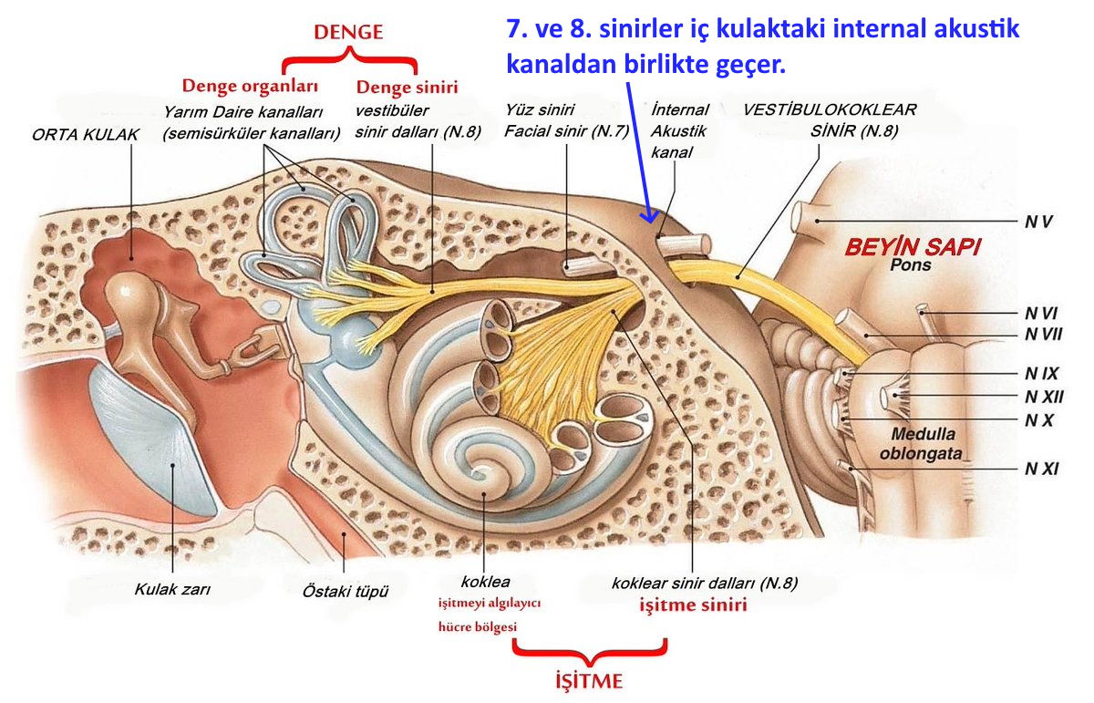 yedinci sinir sekizinci sinir kulaklarina vurduk