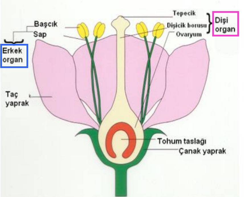 kerim ciftler halinde bitirme hermafrodit ureme bitki