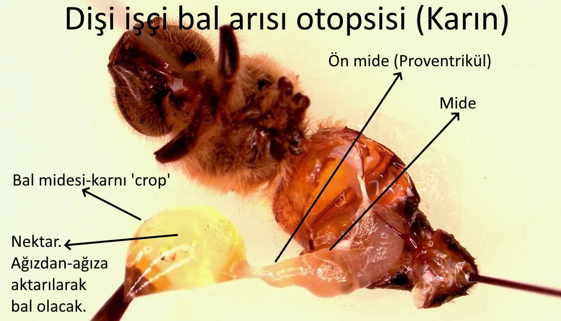 bal arisi atopsisi karin anatomisi bal arisi ve kuran mucizesi rabbin bal arisina bahyetti edin evler agaclarda daglarda insanlarin yaptigi evlerde