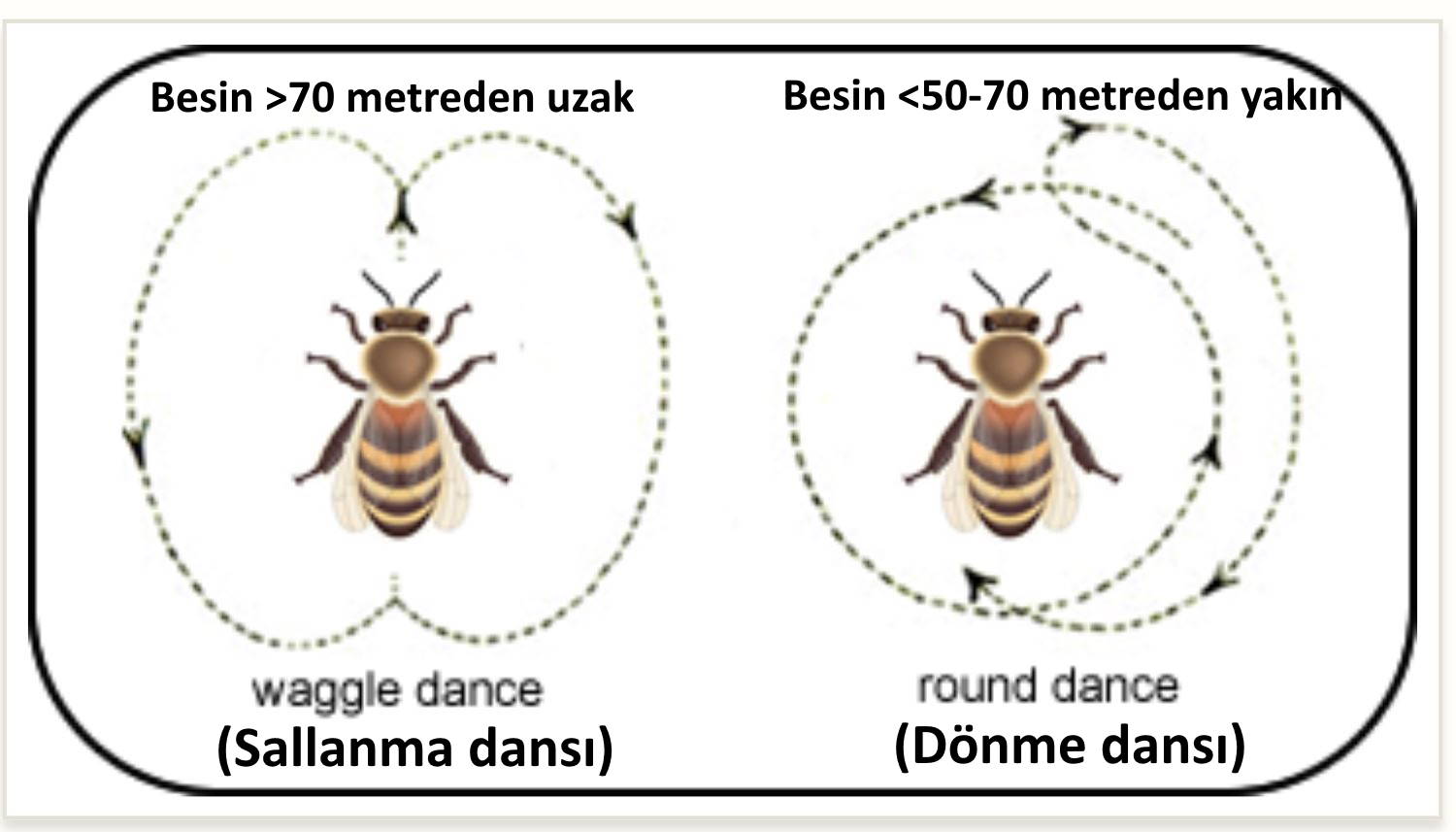 bal arisi yon bulma mucizesi ve kuran bal arisi dansi