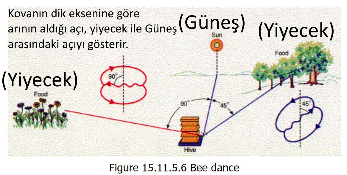 rabbin bal arisina vahyetti