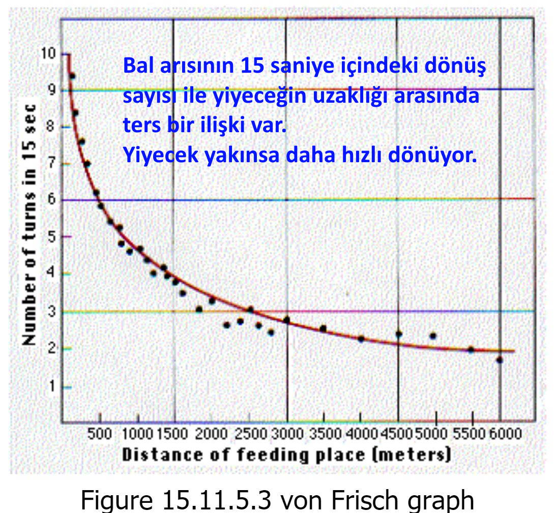 rabbin bal arisina vahyetti ev edin agaclarda daglarda insanlarin yaptigi yuvalarda rabbinin yollarini takip et bal arisi kuran mucizesi