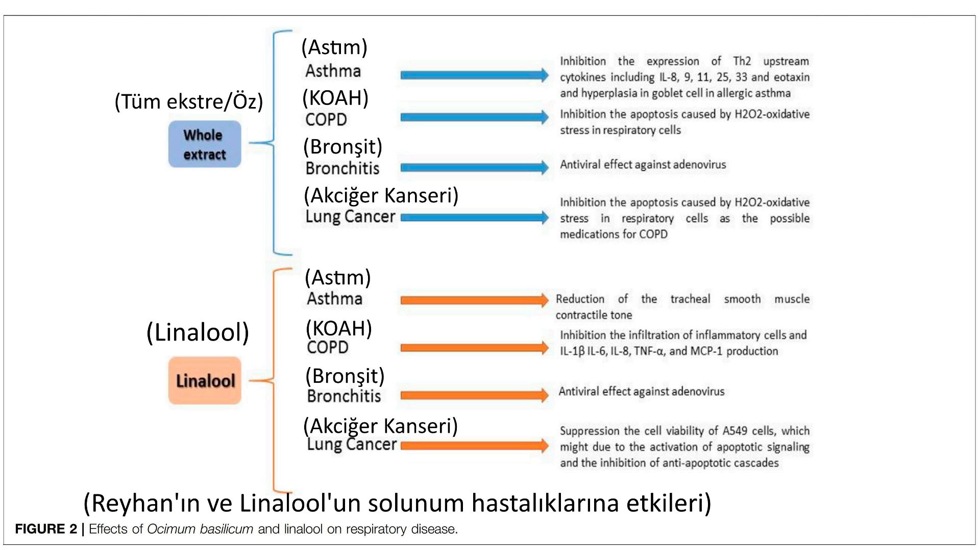 reyhanin faydalari kuran kuranda feslegen reyhan