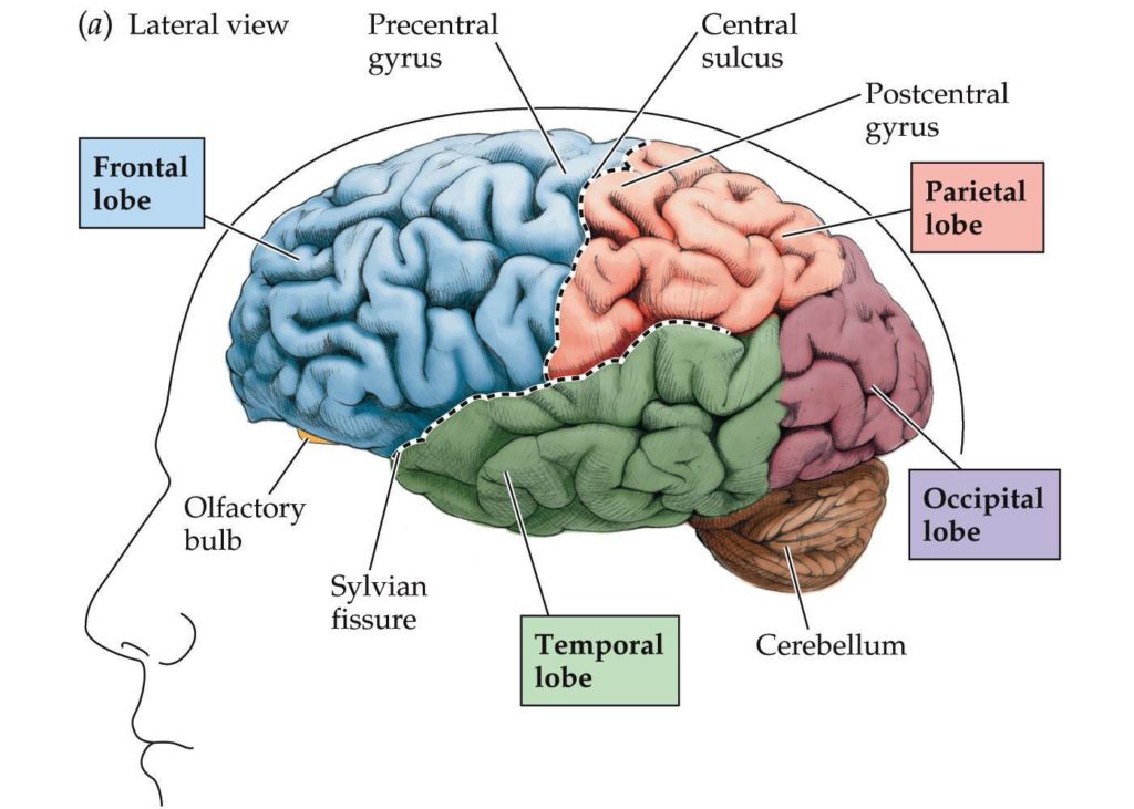 percem frontal lob gunahkar percem yalanci percem