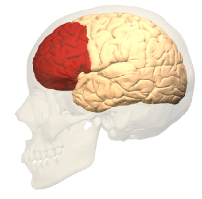 prefrontal korteks sarhos olmadiklari halde sarhos gibidirler o saat alkol