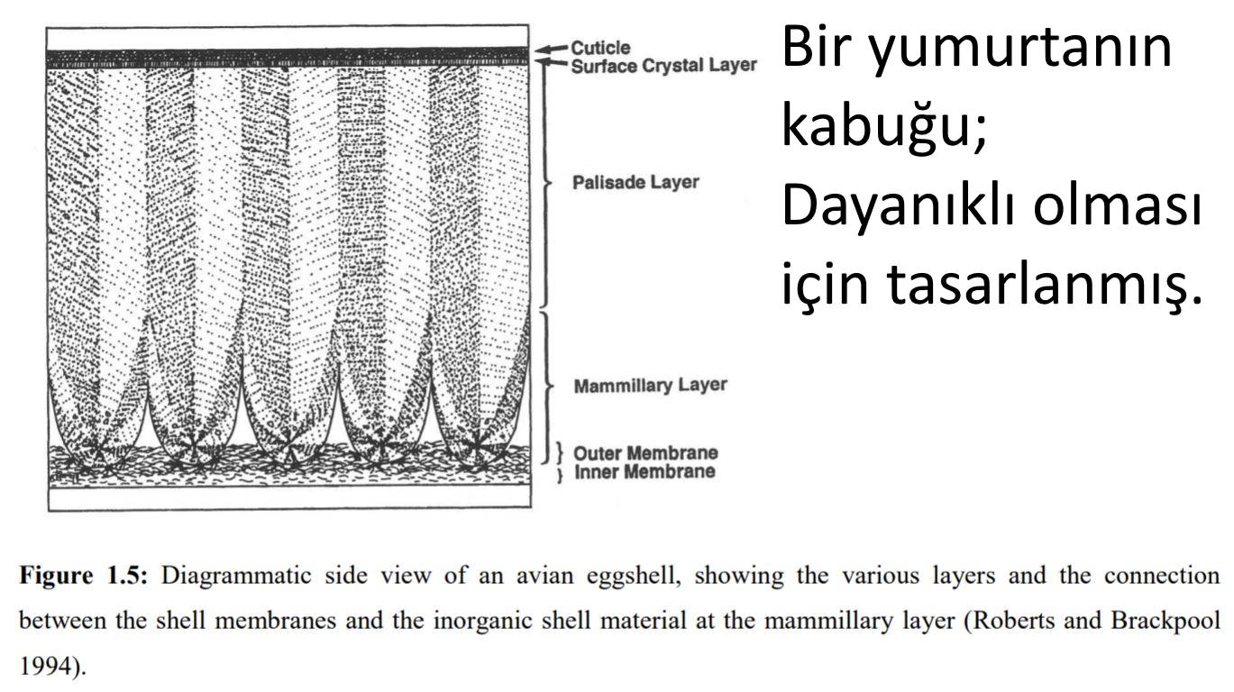 yumurta kabugu korunmus yumurta ve kuran mucizesi