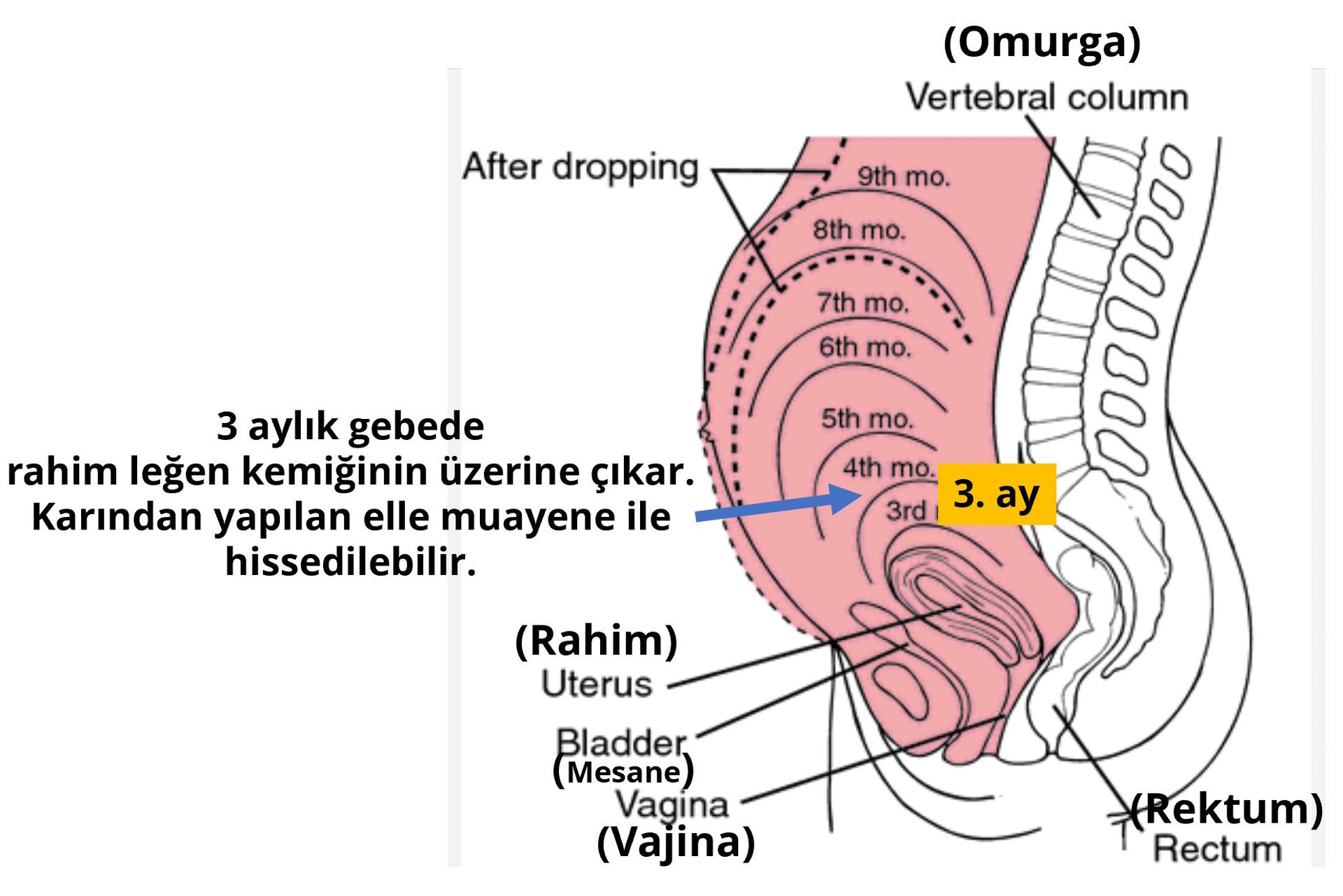 3 aylik gebe iddet donemi rahim belirginlesir