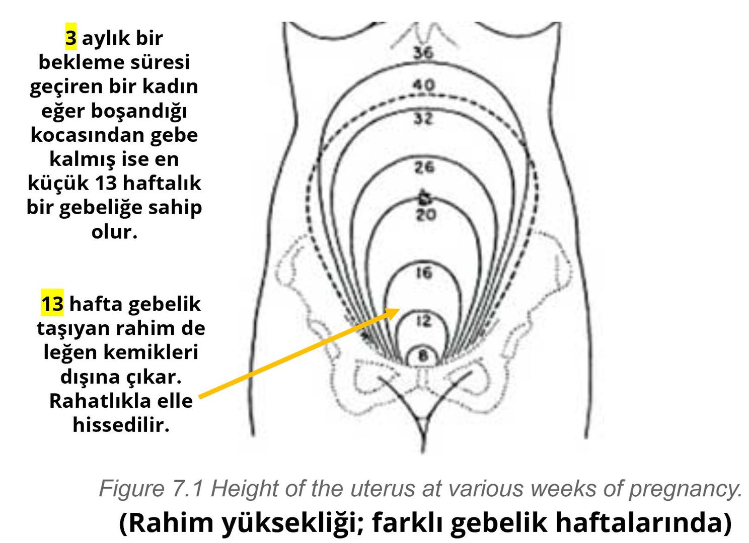 rahim yuksekligi legen kemigi iddet suresi gebelik