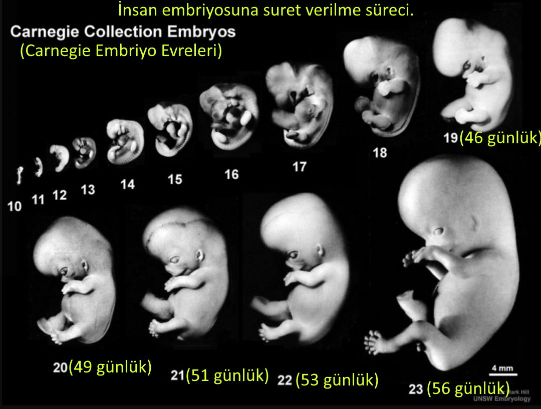 ey insan rabbine karsi seni aldatan nedir