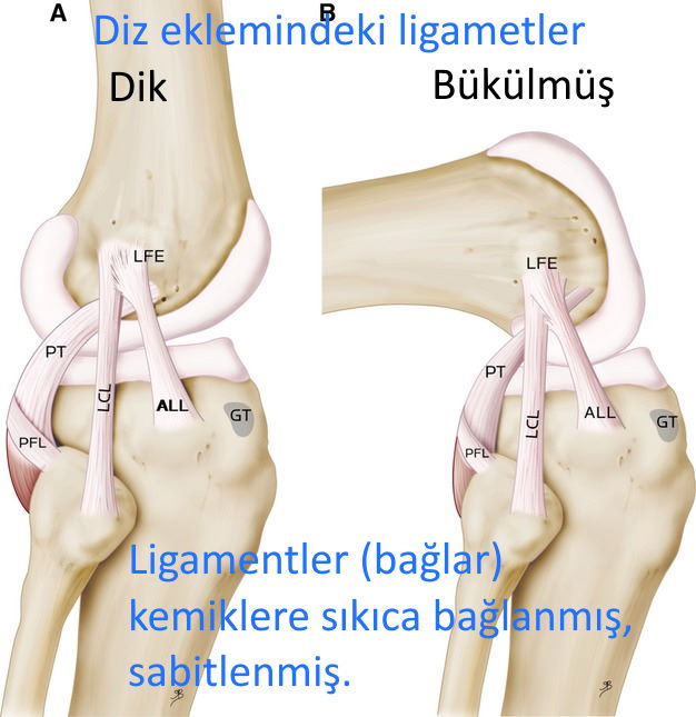 ligamentler bagladik onlarin kemiklerini eklemlerini baglarini insan suresi 28 ayet diz