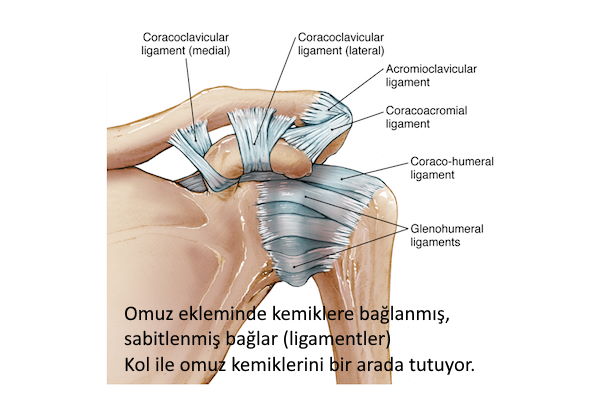 ligamentler bagladik onlarin kemiklerini eklemlerini baglarini insan suresi 28 ayet omuz 76 sure