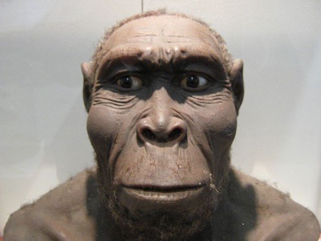 Homo Rudolfensis insani ve onceki kimseleri yarattik