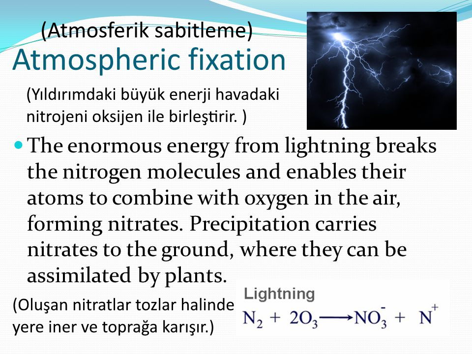 atmosferik fiksasyon azot turabin yildirim