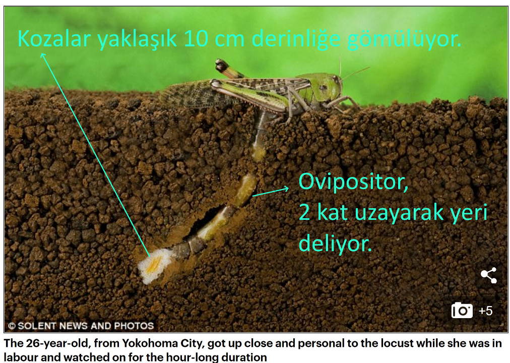 sanki yayilan cekirgeler gibi topraktan cikis