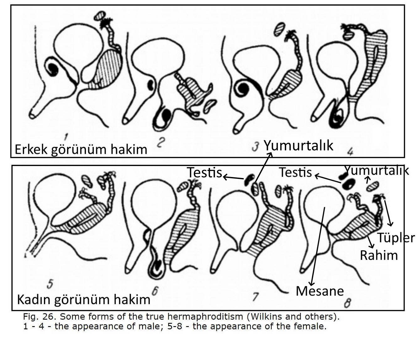 meryem kendiliginden gebe kalma meryem cift cinsiyetlimiydi 