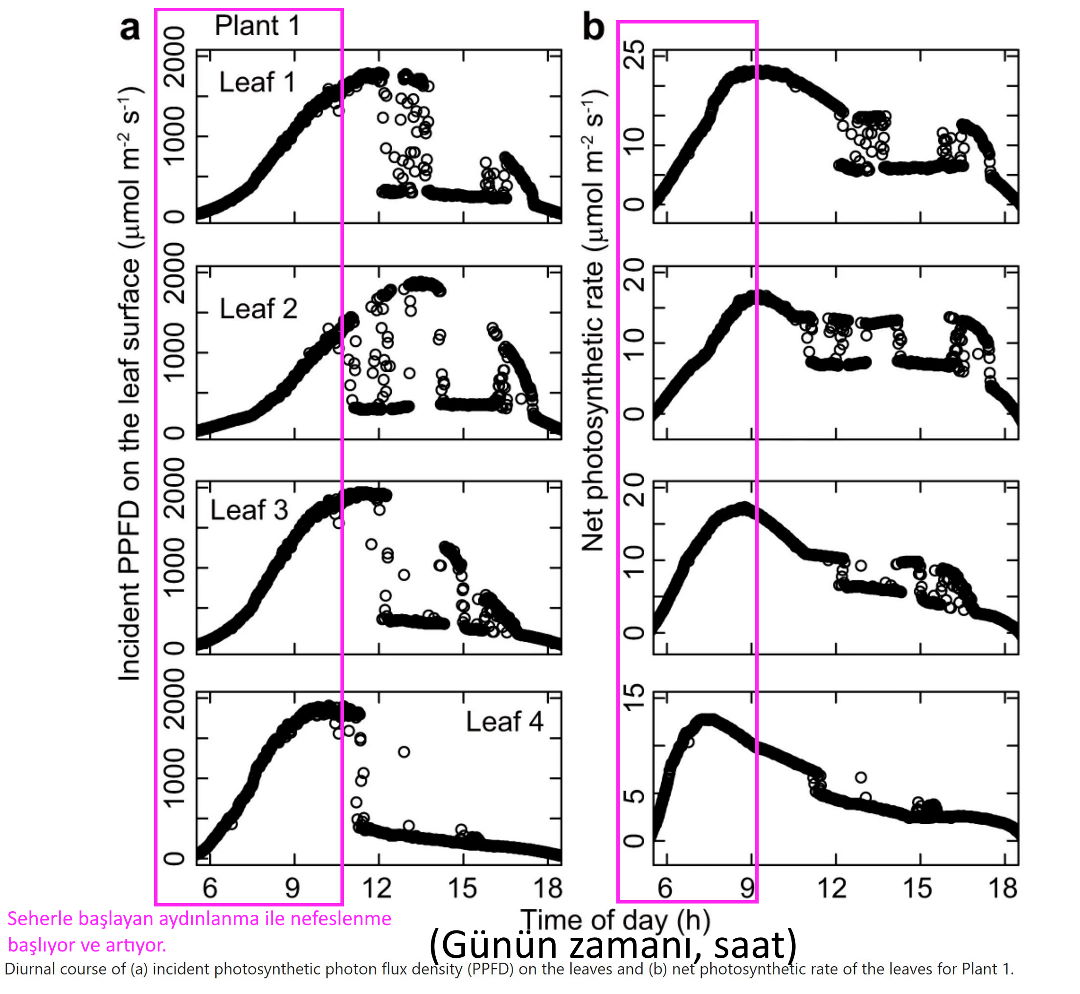 fotosentez oranlari seher ile baslar sabah artar