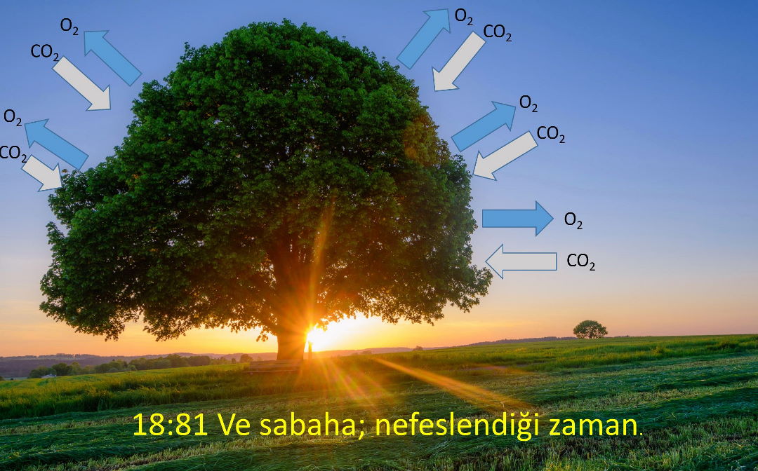 fotosentez ve agac nefeslendigi zaman sabaha