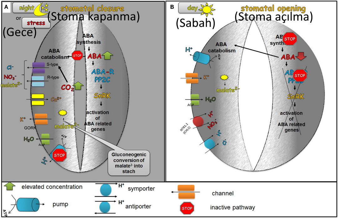 nefeslendiği zaman sabaha bitkiler stomata