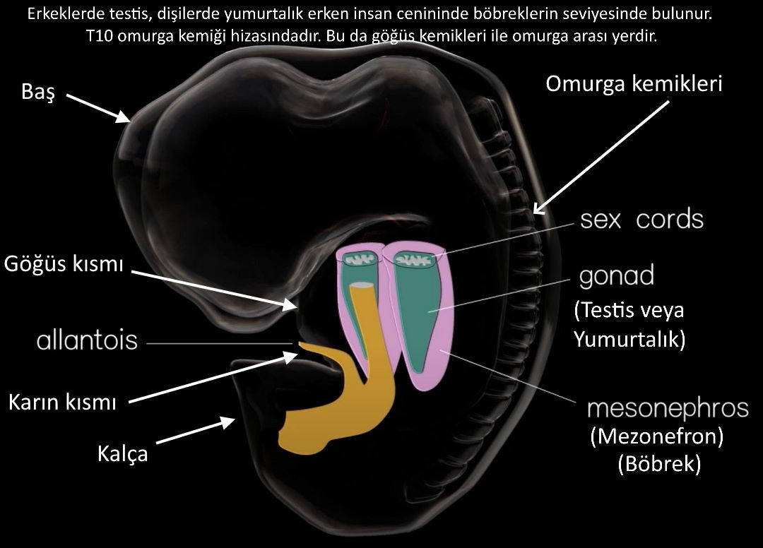 erken evre embriyo gonadlar testisler 