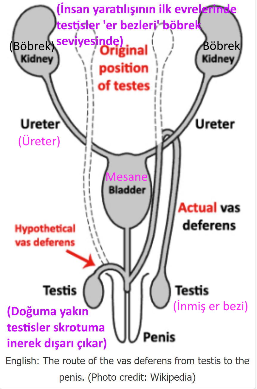 inen er bezleri testis omurga ile gogus kemikleri arasindan cikan ney