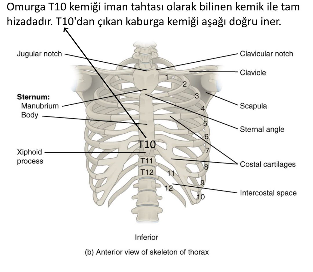 insan neden yaratildigina baksin sividan omurga bel kemigi iman kemigi