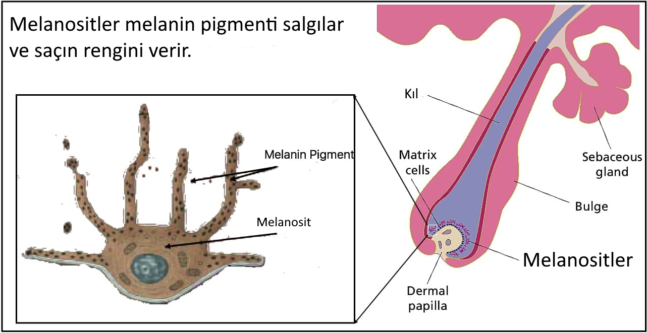 sac koku agarma beyazlama kuran ak sacli cocuklar