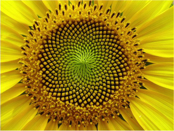 sunflower kuran mucizeler ay cicegi