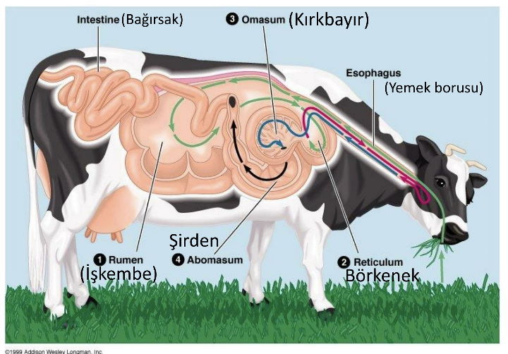 karinlarindan onun enam ciftlik hayvanlari 