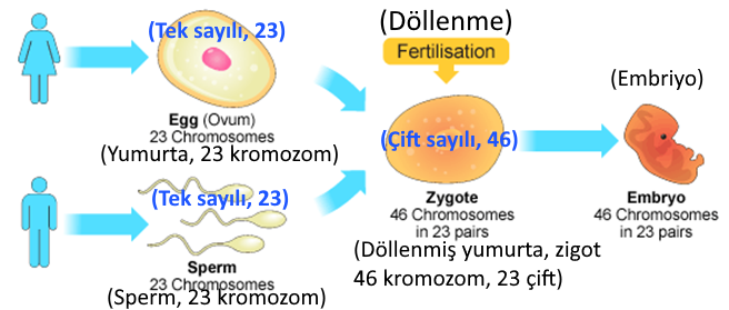 ve cifte ve teke