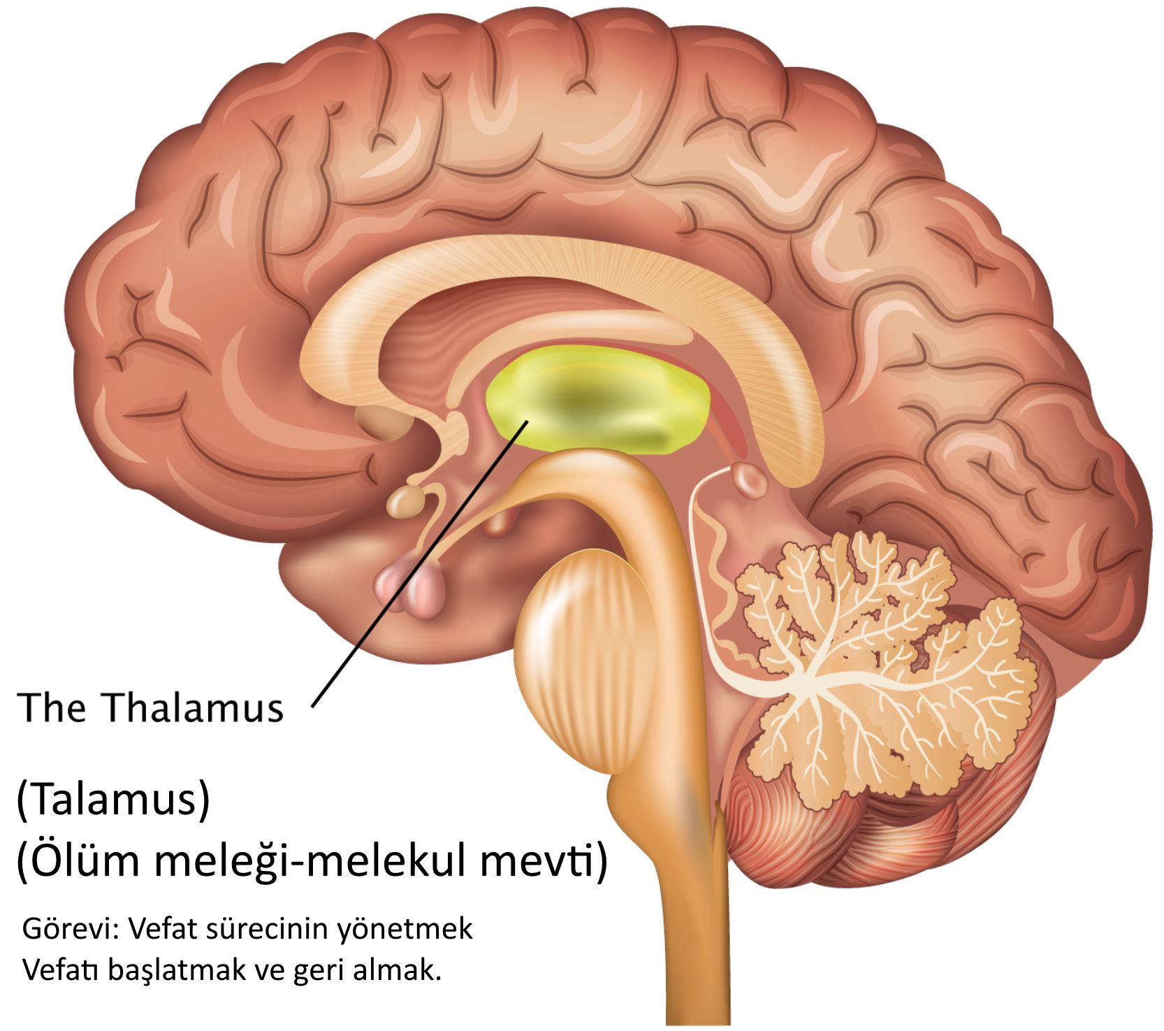 olum melegi talamus ruh uyku ruya