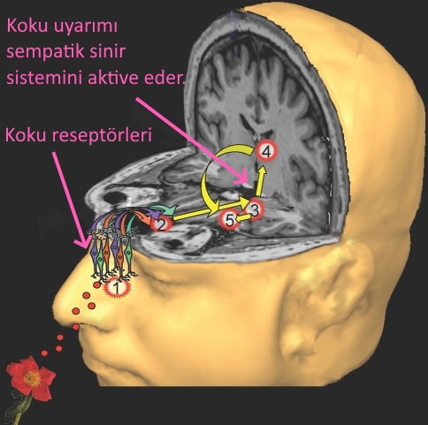 yusuf yakup gozlerin kor olasi gomlek kokusu gozlerin gormesi